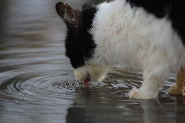 Su birikintisinde su içen bir kedi