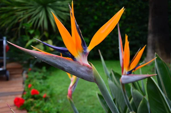 Islak Strelitzia Reginae 'ye yakınlaş.
