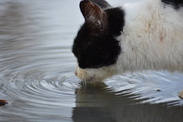 Kočka Pije Vodu Kaluži — Stock fotografie