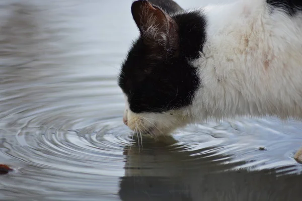 Cat Drinking Water Puddle — Stock Photo, Image