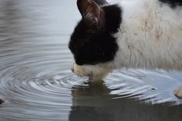 Kat Drikker Vand Vandpyt - Stock-foto
