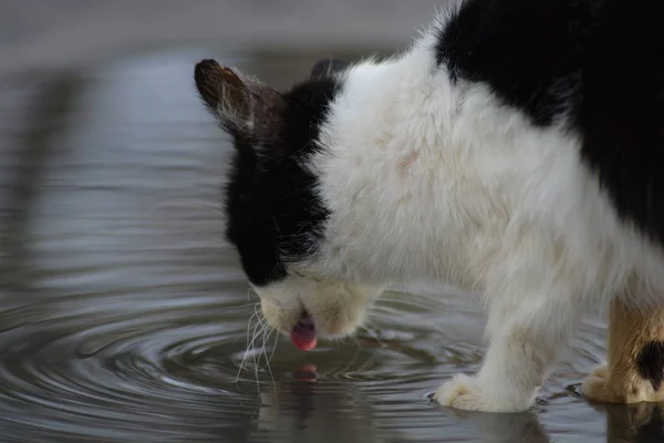 Gato Bebiendo Agua Charco — Foto de Stock