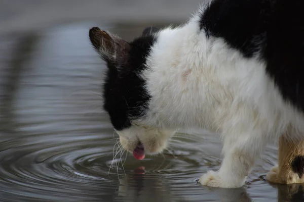 Su birikintisinde su içen bir kedi