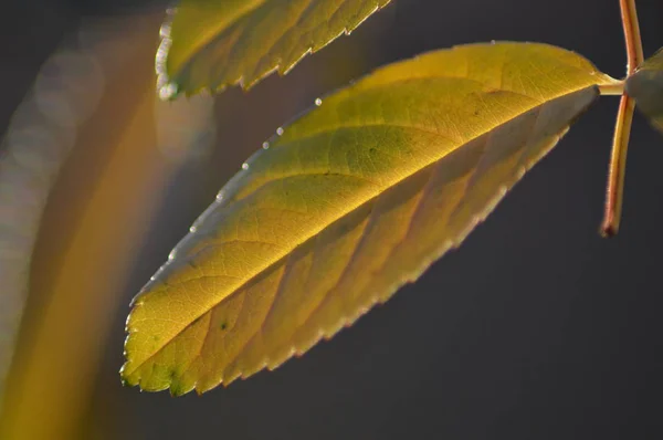 Zoom Sur Une Feuille Dans Forêt — Photo