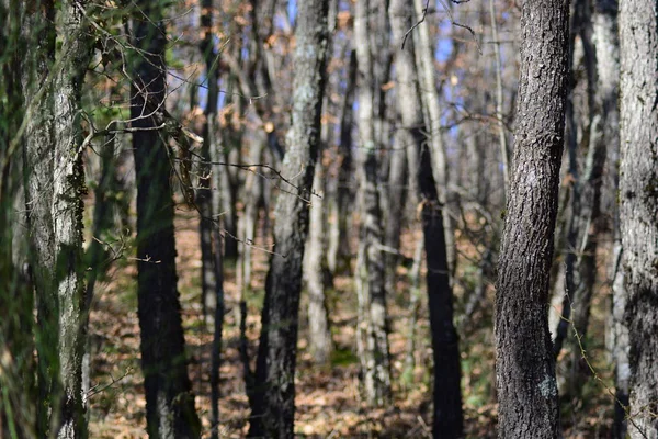 Zoom Sur Forêt Depuis Sud France — Photo