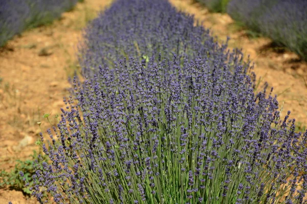 Lavenders Provence Zuid Frankrijk — Stockfoto