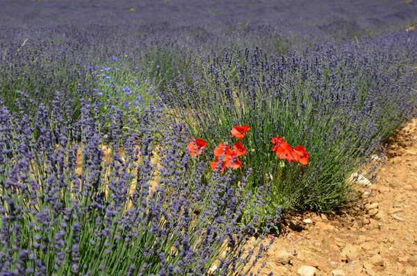 Lavenders Prowansji Południe Francji — Zdjęcie stockowe