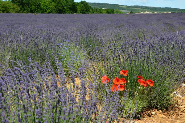 Lavande Provenza Nel Sud Della Francia — Foto Stock