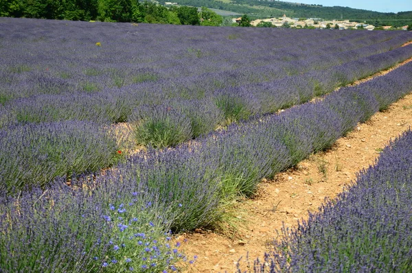 Lavenders Provence Ban Franciaország Déli Részén — Stock Fotó