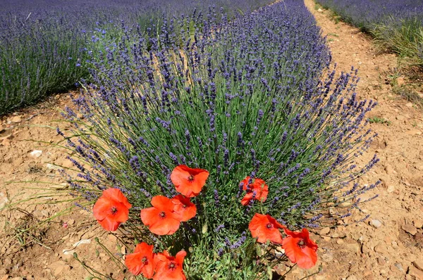 Lavenders Provence Zuid Frankrijk — Stockfoto