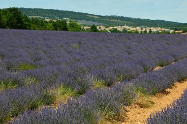 Provence Lavantalar, Fransa'nın güneyinde