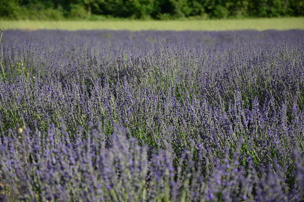 Lavenders Provence Zuid Frankrijk — Stockfoto