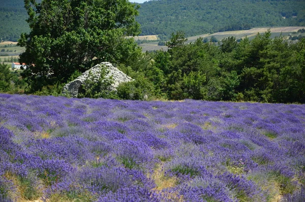 Lavenders Provence Zuid Frankrijk — Stockfoto