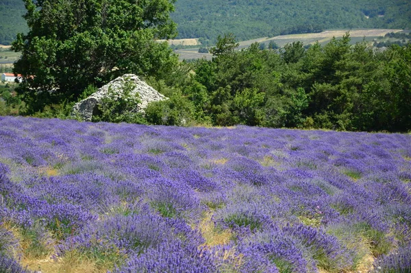 Levenders Provence Jižně Francie — Stock fotografie