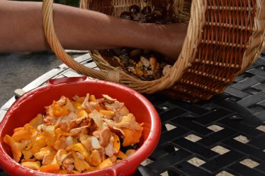 Bir kadın temiz ve bir masada mantar hazırlanmış ( dışında )