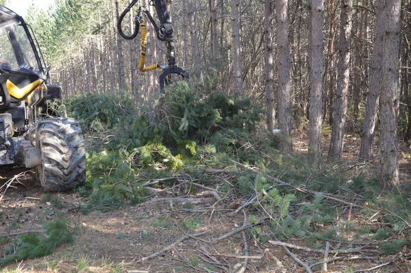 Déforestation Industrielle Dans Sud France — Photo