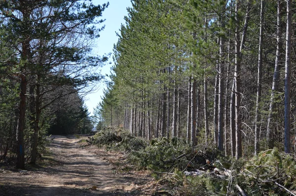 Deforestación Industrial Sur Francia — Foto de Stock