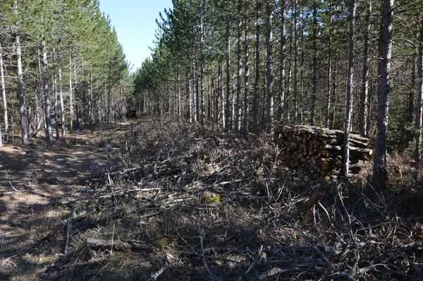 Deforestación Industrial Sur Francia — Foto de Stock