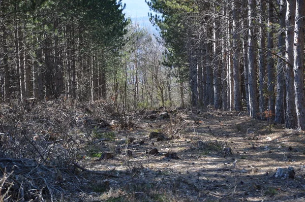 Déforestation Industrielle Dans Sud France — Photo