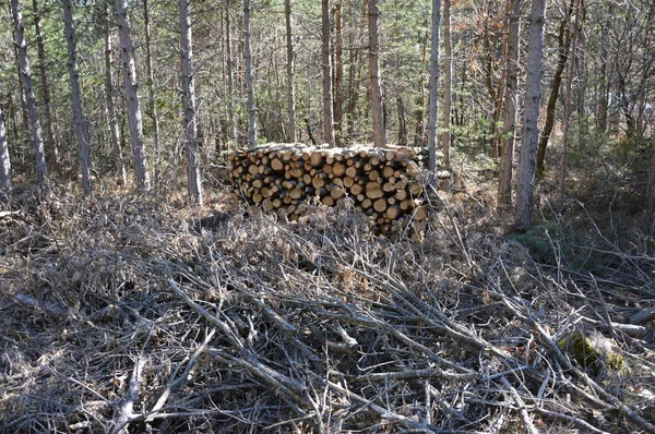 Deforestación Industrial Sur Francia — Foto de Stock
