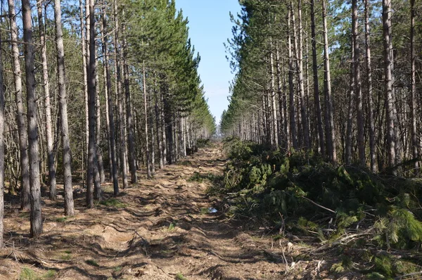 Deforestación Industrial Sur Francia — Foto de Stock