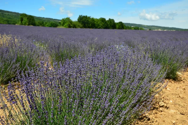 Lavenders Provence Ban Franciaország Déli Részén — Stock Fotó