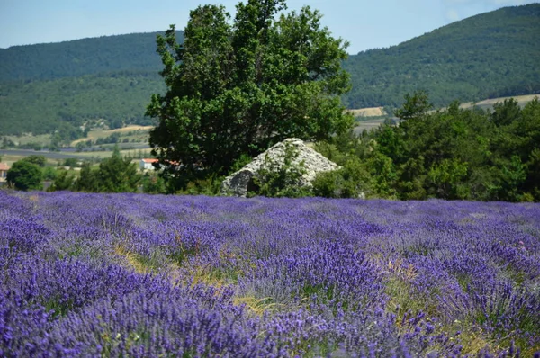 法国南部普罗旺斯的薰衣草 — 图库照片