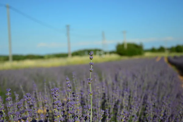 Lavenders Provence Zuid Frankrijk — Stockfoto