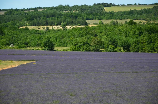 フランス南部プロヴァンスのラベンダー — ストック写真