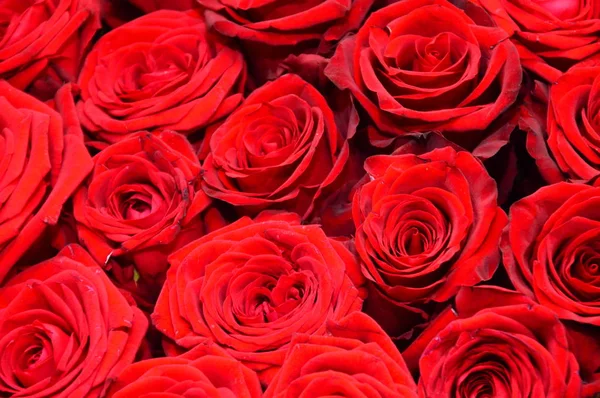 Gros Plan Sur Bouquet Roses Rouges Images De Stock Libres De Droits