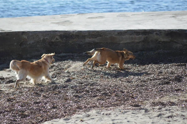 Chiens Jouant Sur Plage San Remo Italie — Photo