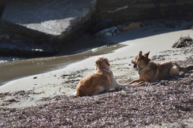 Sahilde oynayan köpekler, San Remo İtalya