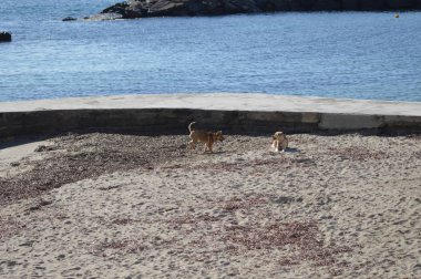 Sahilde oynayan köpekler, San Remo İtalya