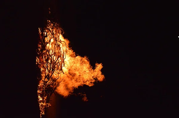 夜の大きな木の火 — ストック写真