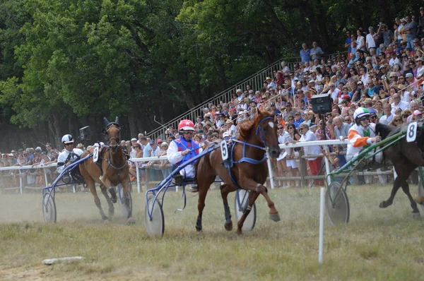 Августа 2019 Hippodrome Sault Франции Единственная Году Скачка Лошадях — стоковое фото