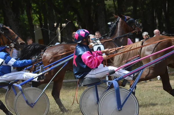 Августа 2019 Hippodrome Sault Франции Единственная Году Скачка Лошадях — стоковое фото