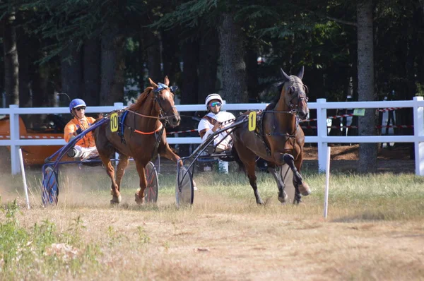 Август 411 2019 Ипподром Соу Франции Единственная Году Скачка Лошадях — стоковое фото
