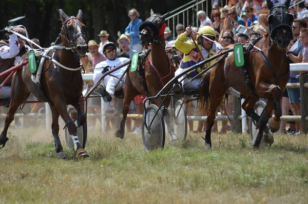 Agosto 2019 Hipódromo Sault Sur Francia Única Carrera Caballos Año —  Fotos de Stock