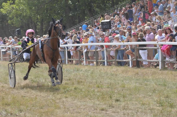 Hipódromo Sault Provenza Alpes Cte Azur Francia Agosto 2019 Única — Foto de Stock