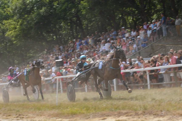 Ippodromo Sault Provenza Alpi Cte Azur Francia Agosto 2019 Unica — Foto Stock