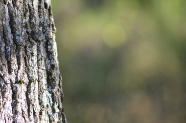 Fransa'nın güneyinden Orman'a yakınlaştırın