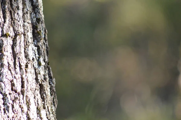 Zoom Para Floresta Partir Sul França — Fotografia de Stock