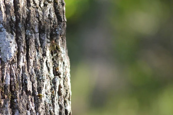 Zoom Para Floresta Partir Sul França — Fotografia de Stock