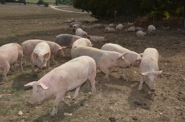 Porcos Seu Entorno Natural Sul França Fotos De Bancos De Imagens