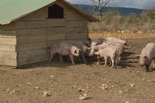 Porcos Seu Entorno Natural Sul França — Fotografia de Stock