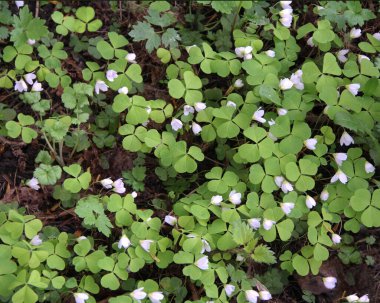 Yeşil yapraklar ve oksalisin doğal arka planı