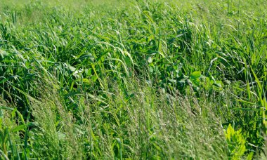 Güneşli bir günde yeşil çimenlerin doğal arka planı