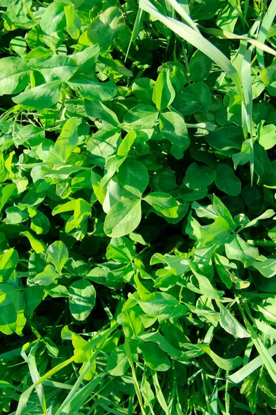 Fundo natural de grama verde em um dia ensolarado — Fotografia de Stock