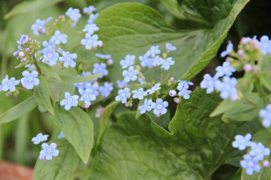 Çiçek açan patatesler, yeşil yapraklı küçük mavi çiçekler.