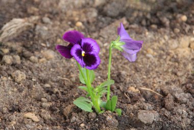 Toprağın arka planındaki hanım evlatları, yalnız bitki.